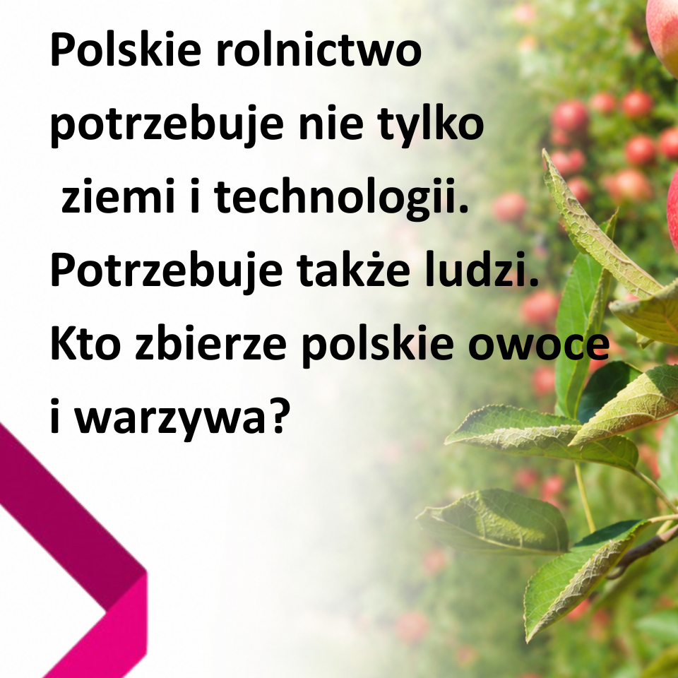Grafika dekoracyjna porady: Kto zbierze polskie owoce i warzywa? O bezpieczeństwie żywnościowym, rynku
